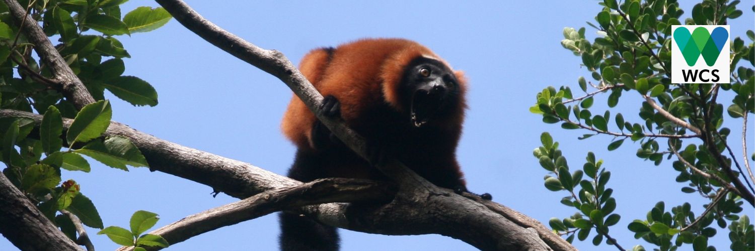 WCS Madagascar's banner