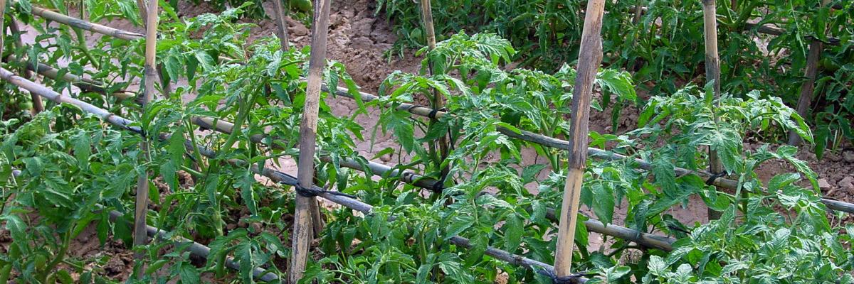 tomate1403's profile banner image