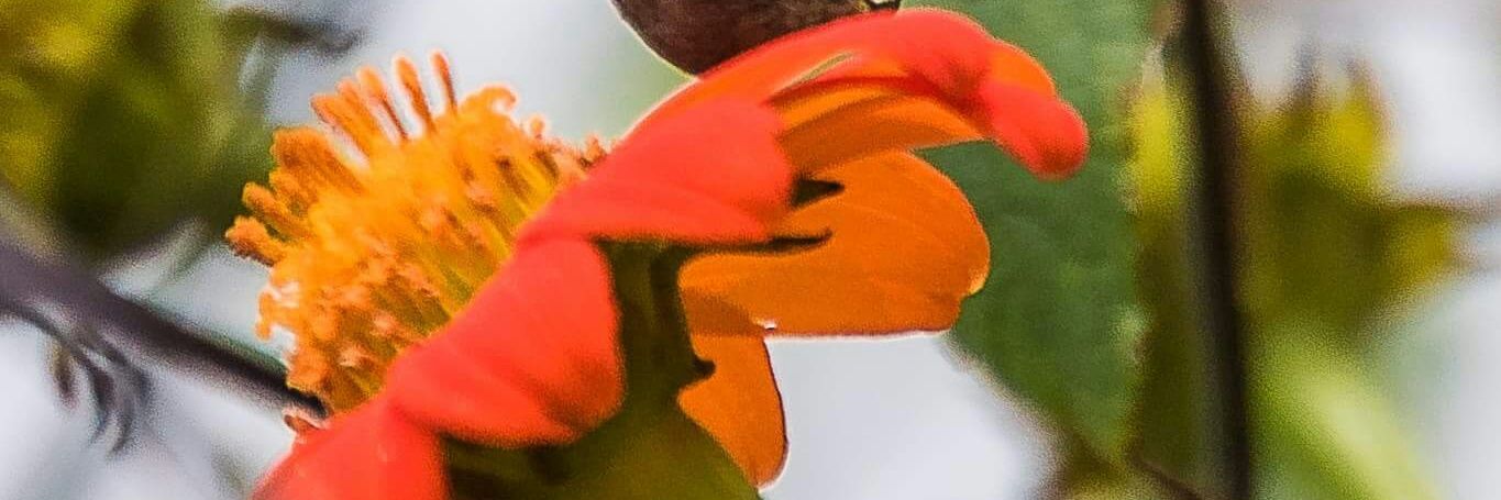 BandaBaron's profile banner image
