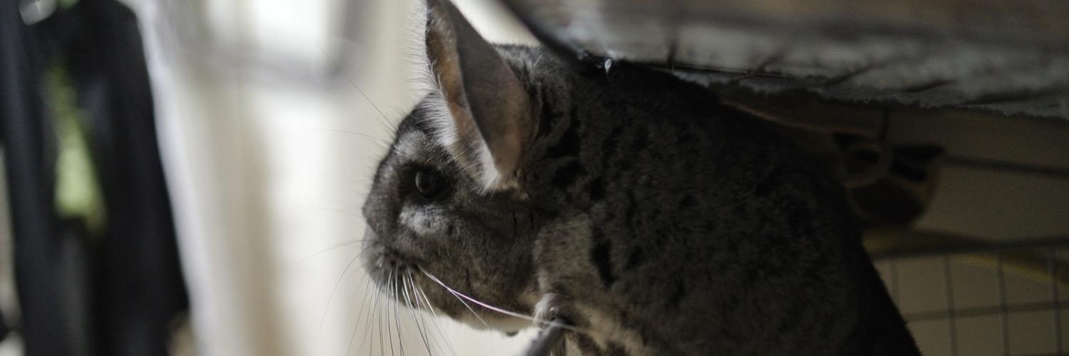 えむま🇩🇪チンチラに踏まれたい🐭 banner