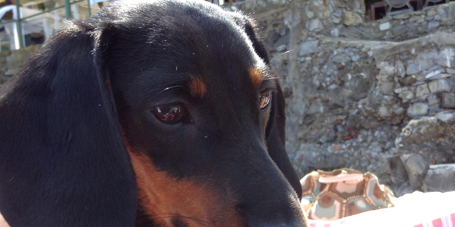 guido bagatta banner