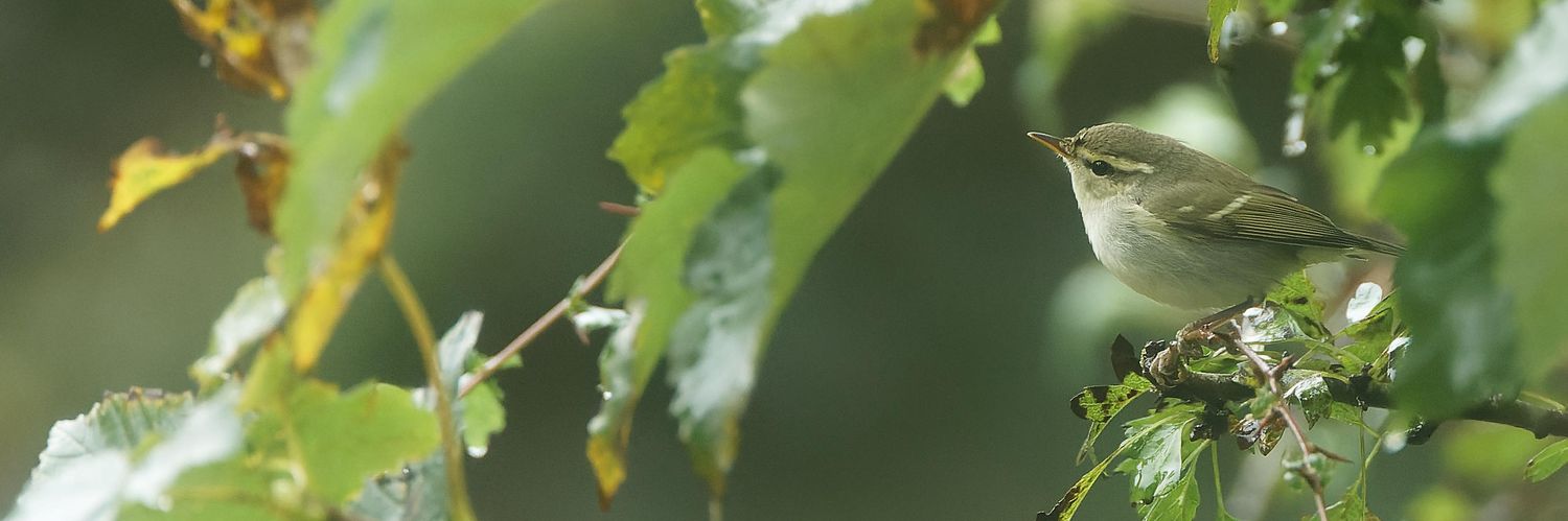 gazcrowder's profile banner image