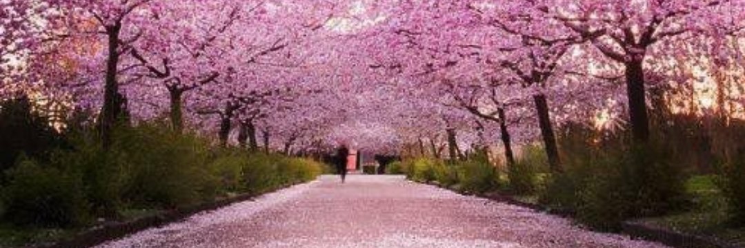 RealCathydera's profile banner image