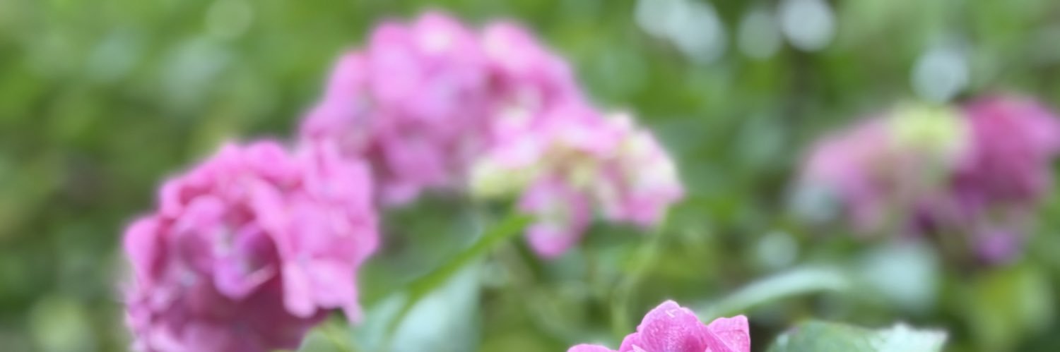 kumin_kk's profile banner image
