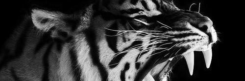 Martitaxon's profile banner image