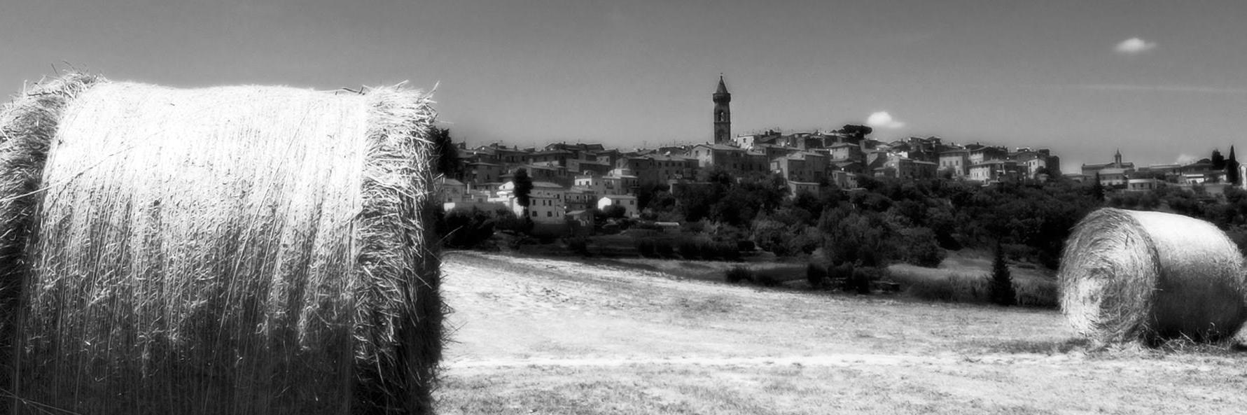 TPeccioli's profile banner image