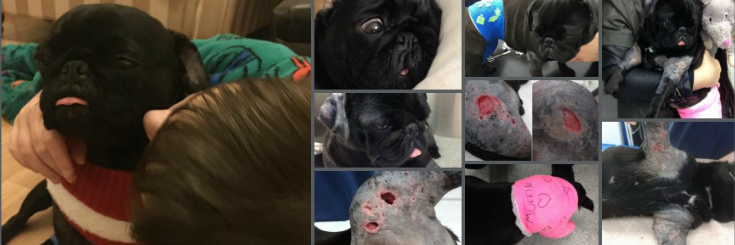 MuffinPug_MPR's profile banner image