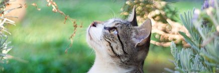 ChaserOfLeaves's profile banner image
