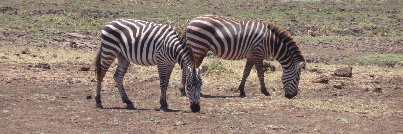Birgit Mueller-Winkl banner