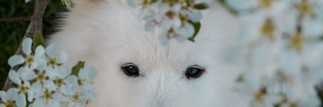 eau_delys's profile banner image