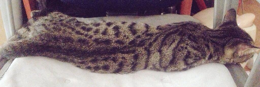 kugguk_cat's profile banner image