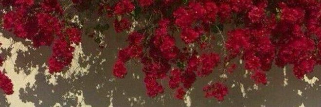 𝘁ᝓ᤺𝘄ᝓ𝗮ᝓ᤺𝗻ᝓ𝗮ᝓ᤺𓂃ෆ˚ banner