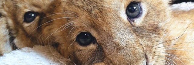 GisselSolares's profile banner image