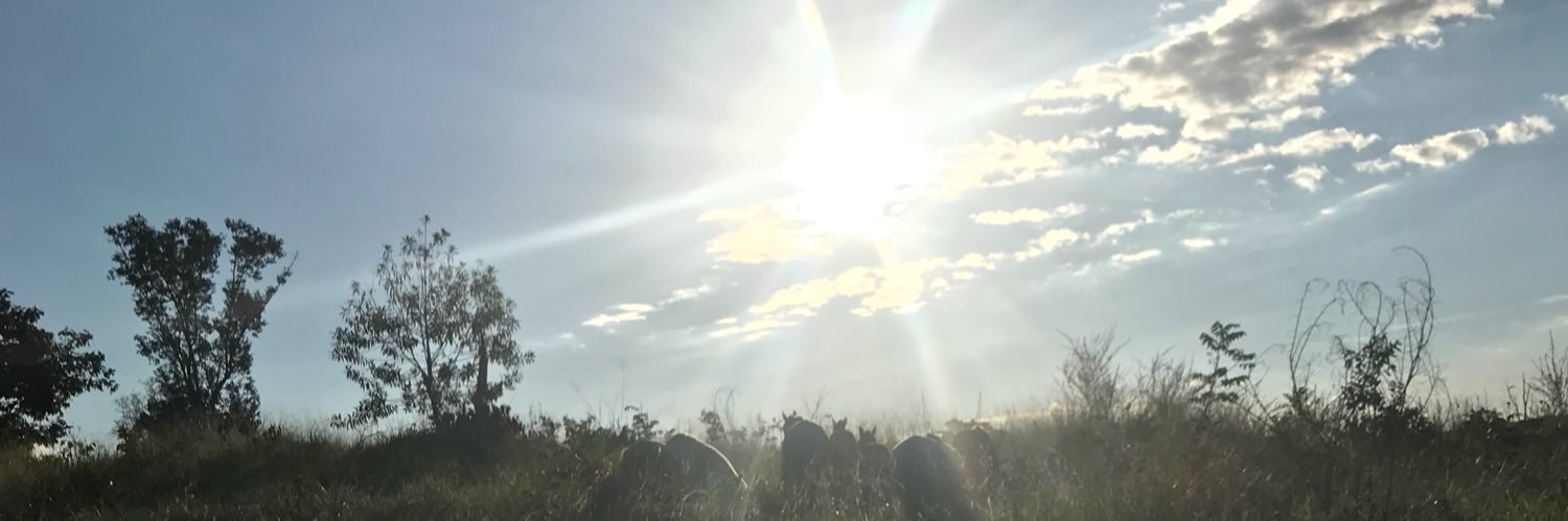 pedrolopees_'s profile banner image