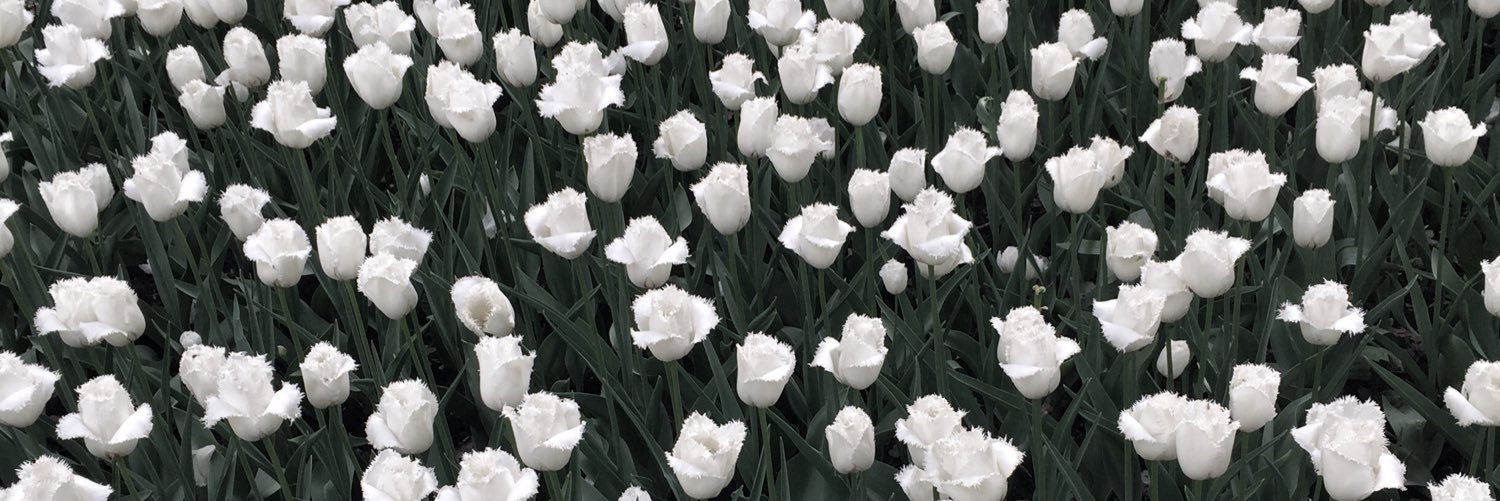 Ola_Kotenko's profile banner image