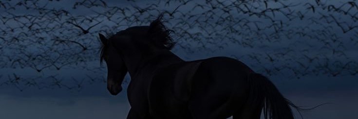 fattmakoroglu's profile banner image