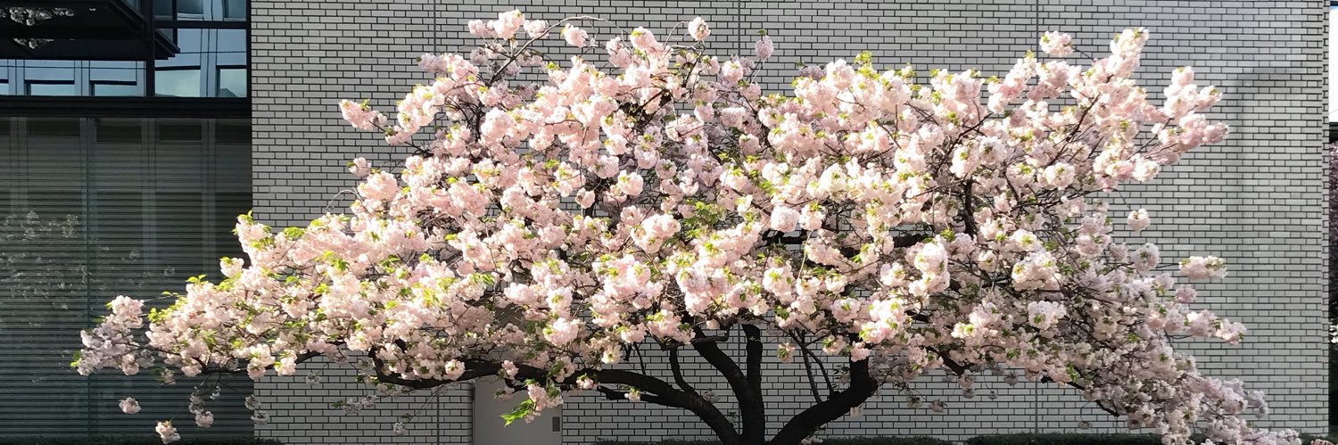bodylinecojp's profile banner image
