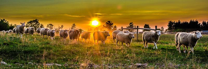 YogaAnimalia's profile banner image