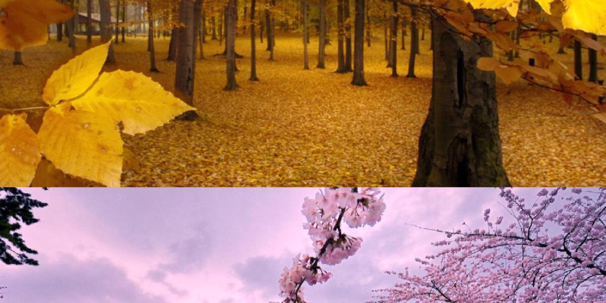 Rosesofenvy's profile banner image