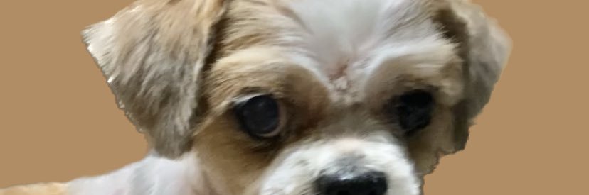 yslesebro29's profile banner image