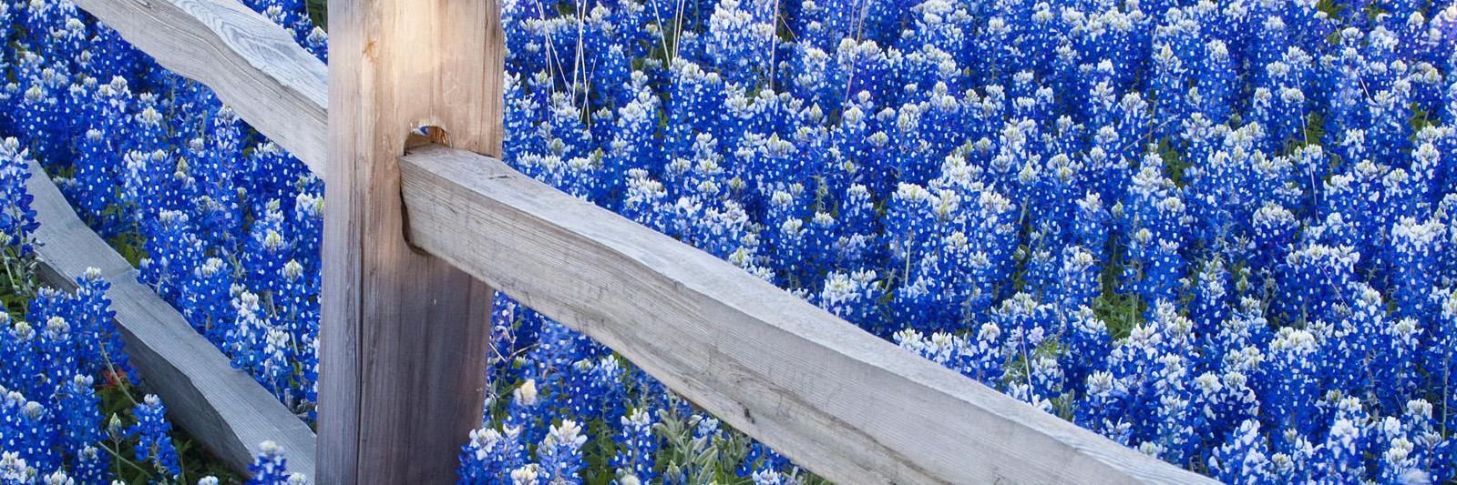 BluebonnetBeer's profile banner image