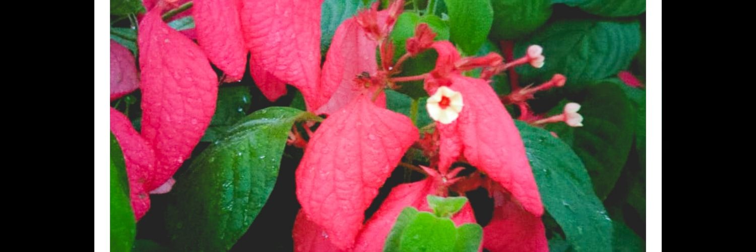 SampadSm's profile banner image