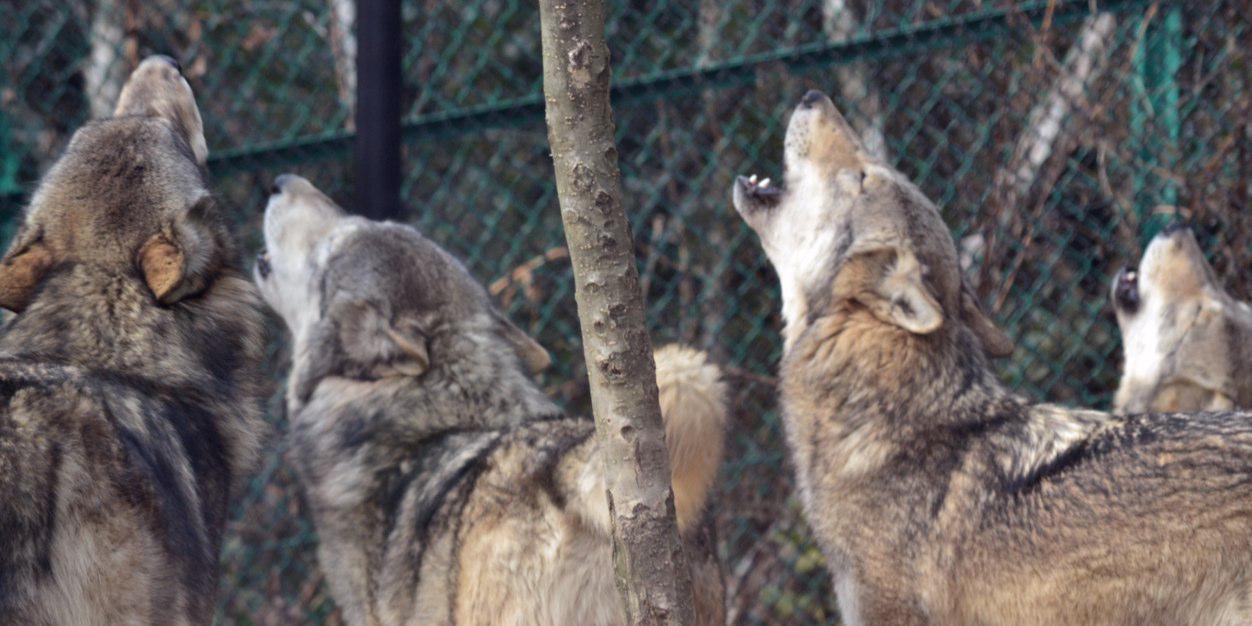 kaiwolf17's profile banner image