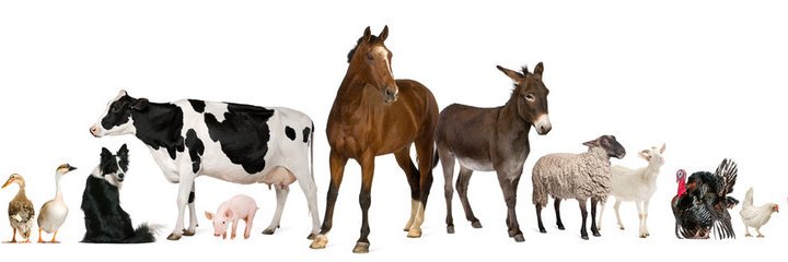 AlblimyVet's profile banner image