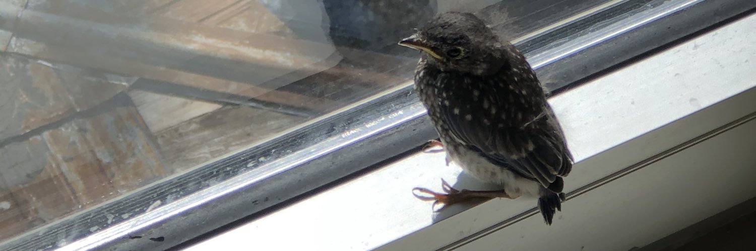 Michelle Head banner