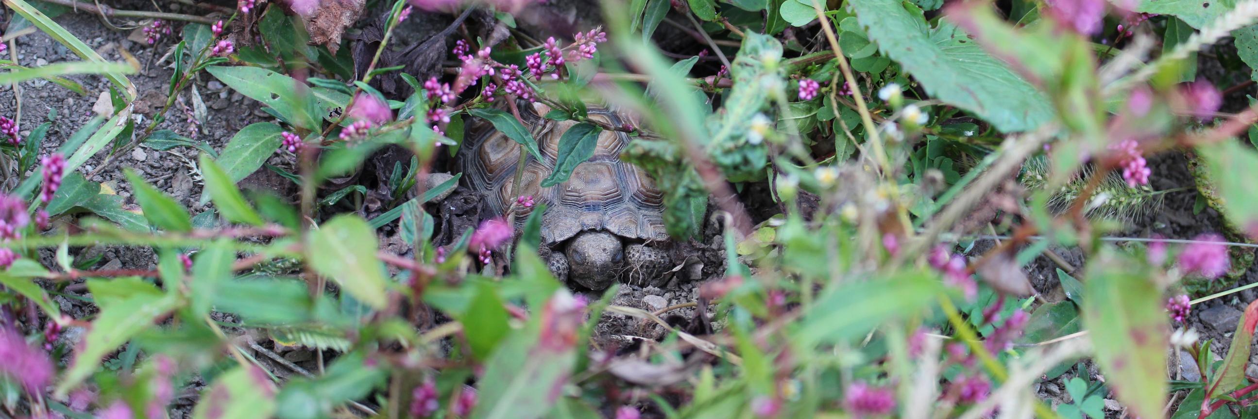 TacoTheTortoise banner