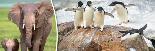 LaleePenguin's profile banner image