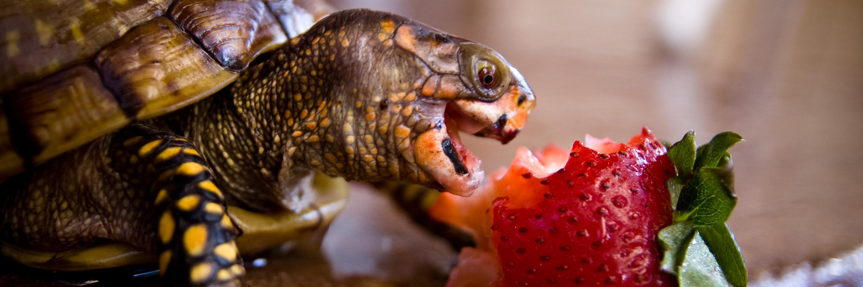 Amy Louise Bremner banner