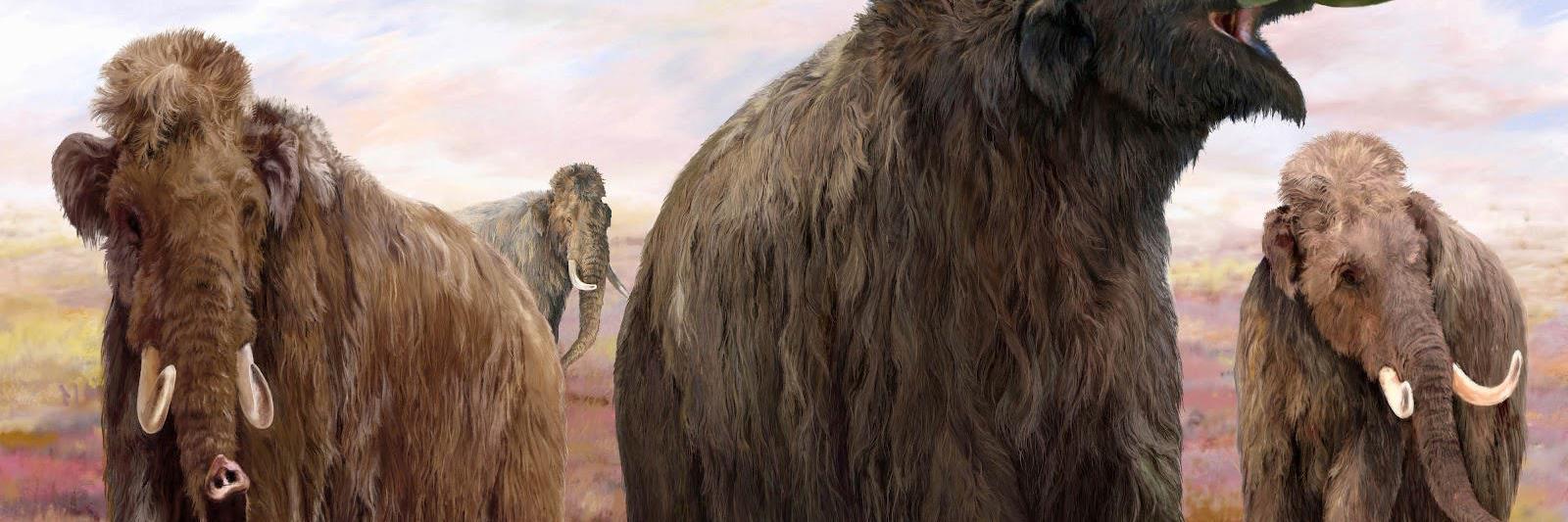 IceAgePrepper's profile banner image