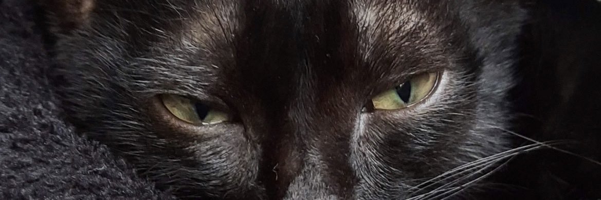 trulycrazydrish's profile banner image