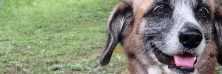 AntReynaldo's profile banner image