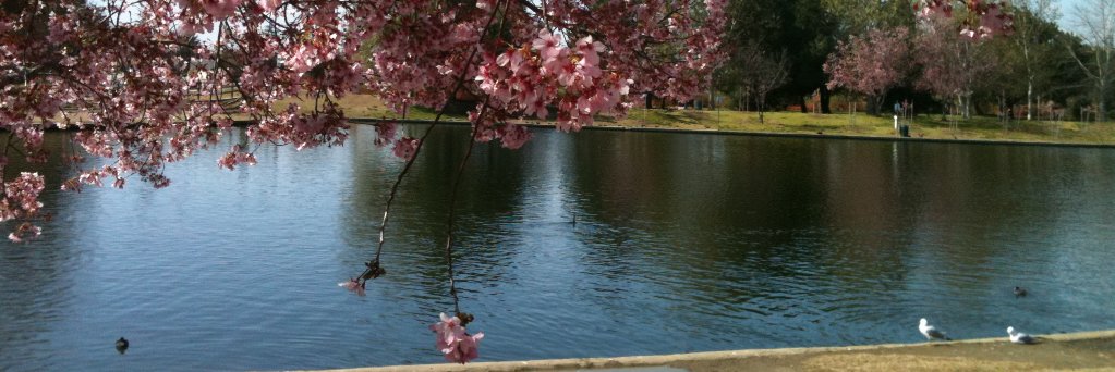 RobertaBassin's profile banner image