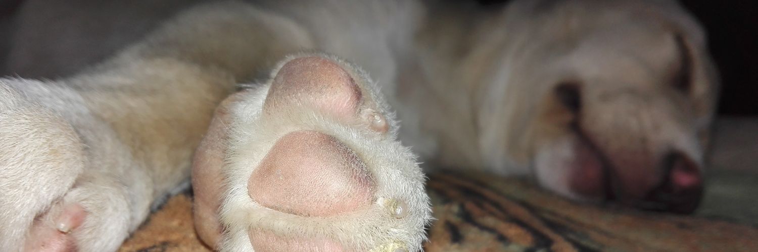 MicaAZM's profile banner image