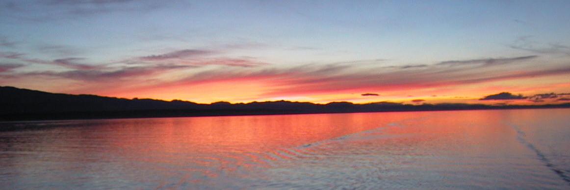 Violet Poon (She/Her) banner