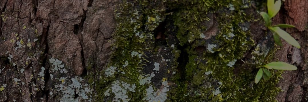 srpxnt's profile banner image