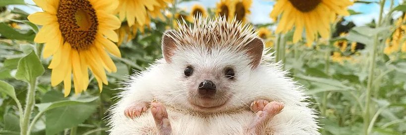 erizo con nutella🦔 banner