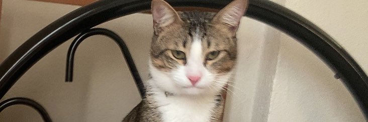 likeavomiit's profile banner image