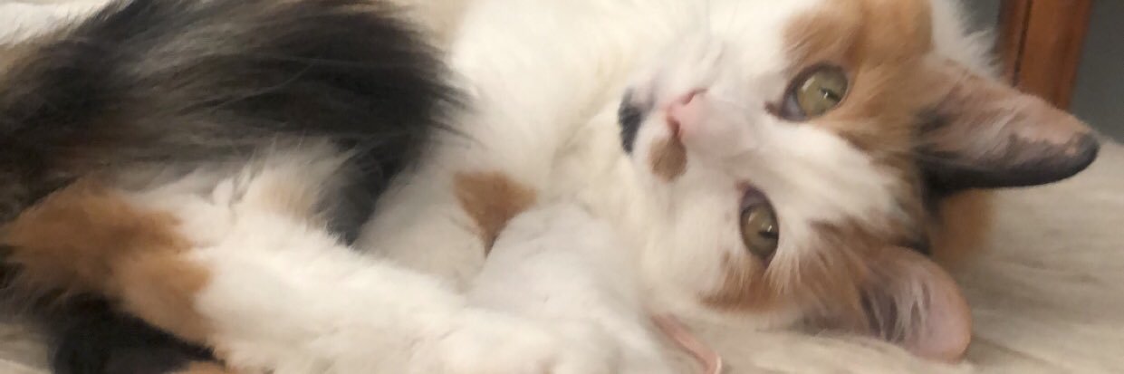 holarapolla's profile banner image