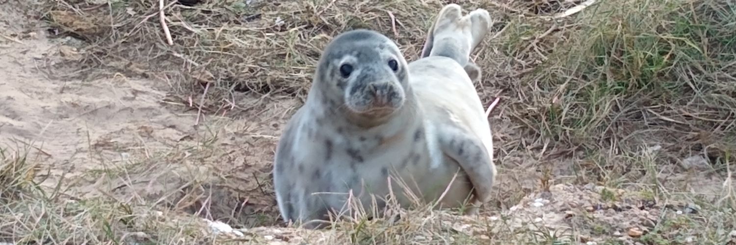 Dr. Hannah Susorney banner