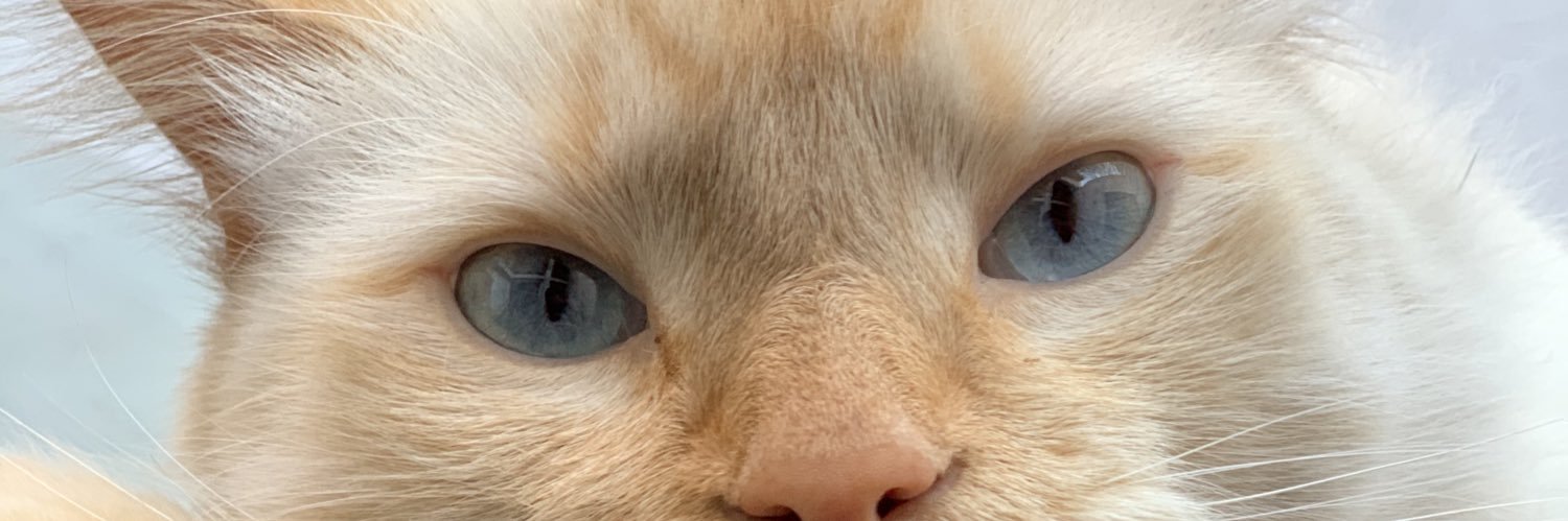 IgorSodre's profile banner image