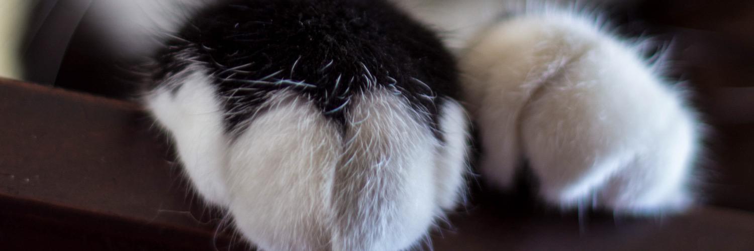 Paris__cats's profile banner image
