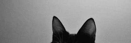 taynaraschmitz's profile banner image
