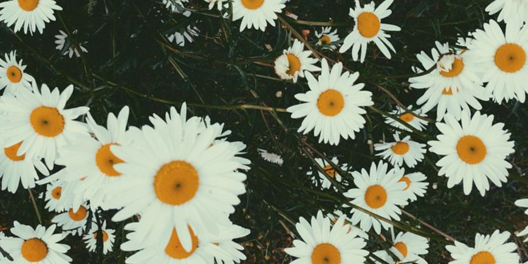 celesteeee_32's profile banner image