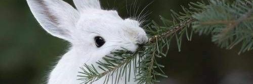 Bun, E-boy with an i banner