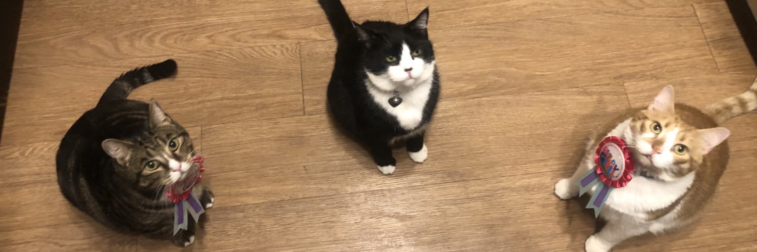 Oreo the Cat RIP FRANKIE 🌹🌸💐🌺 banner