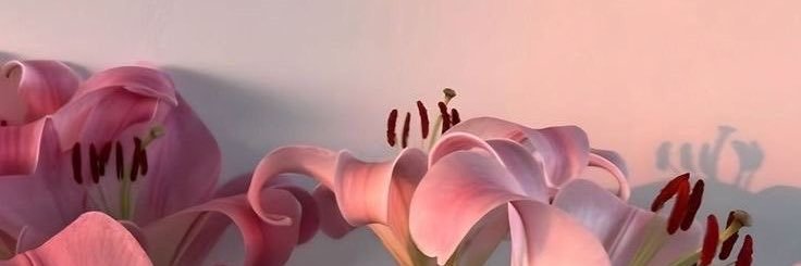 Emi 🇵🇸🤍 banner